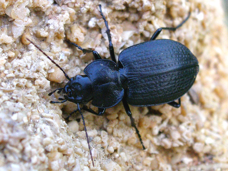 Licinus punctatulus e L. silphoides a confronto (Carabidae)